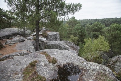 fontainebleau-726845_1280__1_.jpg